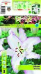 Holland Bulb Market Crin oriental Brasilia (11030)
