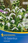 kiepenkerl Ghiocei (Galanthus woronowii) (504677)