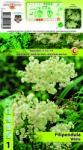 Holland Bulb Market Crețușcă (Filipendula) albă (11143)