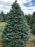  Brad alb romanesc (Abies alba) la ghiveci P12 (33004)