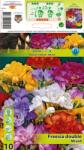 Holland Bulb Market Frezie dublă mix multicolor (10250)