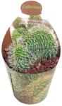  Cactus columnar (Neobuxbaumia polylopha albispinus) la ghiveci ø 6, 5 cm (6501053)