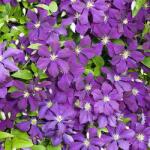 Clematisy Clematis Romantica (4763)