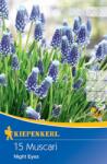 kiepenkerl Muscari Night Eyes (504592)