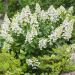 Clematisy Hortensia paniculata Grandiflora (9036)