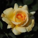 LuxRoses Trandafir teahibrid Arthur Bell la ghiveci 2L (1010)