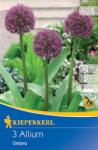 kiepenkerl Allium Ostara (504332)