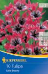 kiepenkerl Lalele pitice Little Beauty (504820)