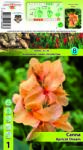 Holland Bulb Market Canna Apricot Dream (10318)