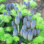  Brad coreean (Abies koreana) la ghiveci C1 (9408)