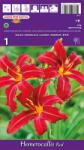 Holland Bulb Market Crin de o zi (Hemerocallis) roșu (37442)