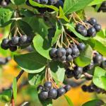 Clematisy Aronia antistres (5851)