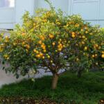  Lămâi (Citrus limon) (7995)