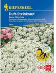 kiepenkerl Semințe de alyssum Maritima Snow Crystals (87760)