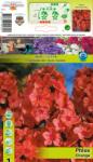 Holland Bulb Market Brumărele paniculate portocalii (10432)