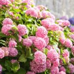 Clematisy Hortensia macrophylla Bouquet Rose (9030)