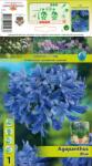 Holland Bulb Market Crin african (Agapanthus) albastru (10443)
