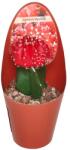  Cactus altoit roșu (Gymnocalycium) la ghiveci ø 6, 5 cm (650INN1)