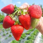 SuperStrawberry Căpșuni San Andreas (5411)