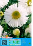 Holland Bulb Market Aster alpin alb (4418)