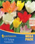 kiepenkerl Mega Pack Lalele Fosteriana mix multicolor (508750)