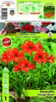 Holland Bulb Market Crin de cameră (Amaryllis) Orange Queen (11080)