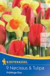 kiepenkerl Narcise și Lalele Spring Duo mix multicolor (507708)
