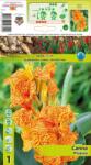 Holland Bulb Market Canna Picasso (10314)