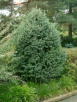  Molid engelmannii (Picea engelmannii) la ghiveci C1 (33014)