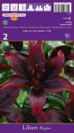 Holland Bulb Market Crin asiatic Mapira (37223)