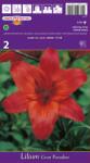 Holland Bulb Market Crin asiatic Gran Paradiso (37214)