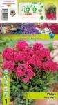 Holland Bulb Market Brumărele pentru ghiveci Miss Mary (10428)