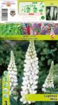 Holland Bulb Market Lupin alb (10607)