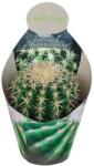  Cactus (Echinocactus grusonii brevispinus) la ghiveci ø 10, 5 cm (109COLL0015)