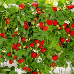 SuperStrawberry Căpşuni Atârnătoare (5395)
