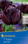 kiepenkerl Lalele Black Hero (500747)
