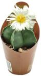  Cactus (Astrophytum myriostigm nudum) la ghiveci ø 6, 5 cm (6500671)