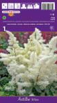 Holland Bulb Market Astilbe albe (37410)