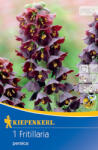 kiepenkerl Lalea imperială (Fritillaria) Persica (504059)