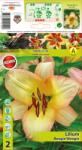 Holland Bulb Market Crin oriental trompetă (OT) Boogie Woogie (10142)