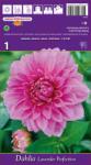 Holland Bulb Market Dalie decorativă Lavender Perfection (37259)