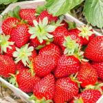 SuperStrawberry Căpșuni Portola (5410)