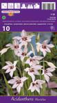 Holland Bulb Market Gladiole stelate (Acidanthera Murielae) (37321)