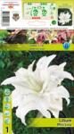 Holland Bulb Market Crin oriental dublu Miss Lucy (10133)