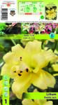 Holland Bulb Market Crin oriental trompetă (OT) Exotic Sun (10149)