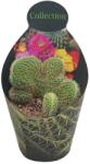  Cactus Coadă de maimuță (Hildewintera aureispina crestat) la ghiveci ø 10, 5 cm (109COLL0025)