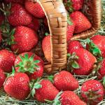 SuperStrawberry Căpșuni Senga Sengana (5412)