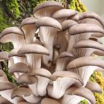  Miceliu Pleurotus (pastrav de fag) (9732)