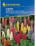 kiepenkerl Semințe de lupin pitic de grădină (77449)