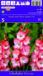  Gladiole Pink Lady (37309)